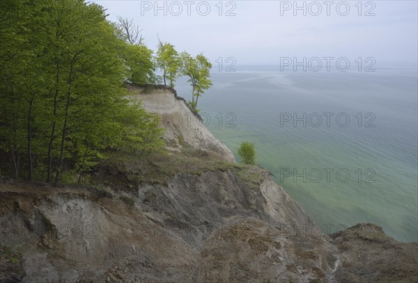 Trees growing on the steep coast with chalk cliffs