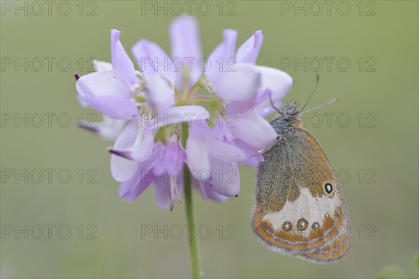 Pearly Heath (Coenonympha arcania)