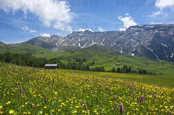 Blooming alpine meadows looking towards the Denti di Terrarossa mountains
