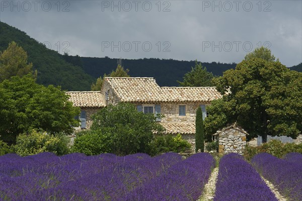 House in a lavender field