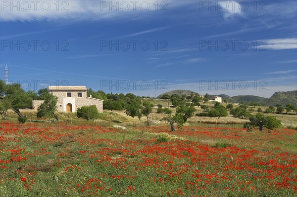 Flowering poppy meadow
