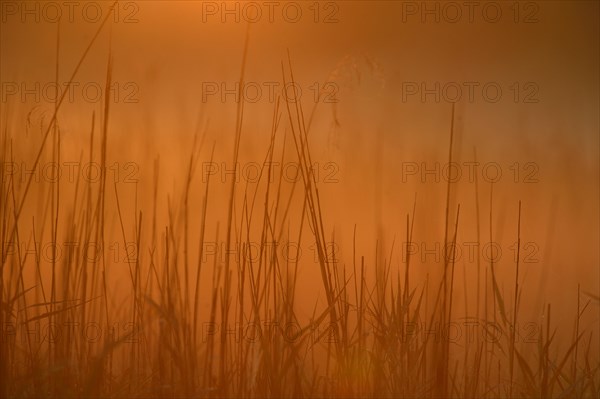 Grass in the morning light