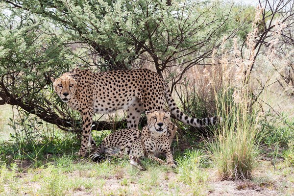 Two cheetahs (Acinonyx jubatus) under a bush
