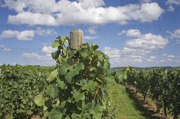 Grapevines in a vineyard