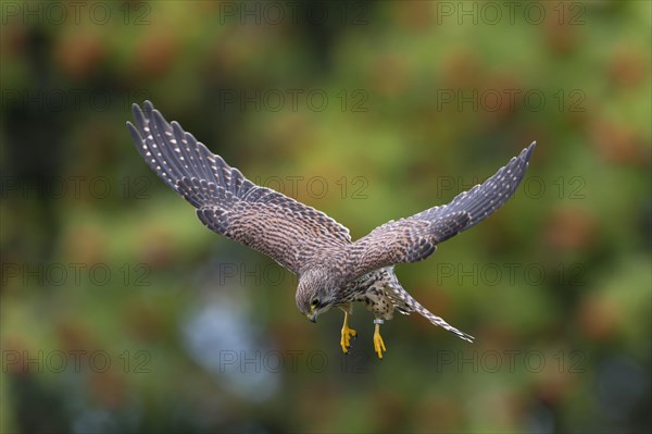 Common Kestrel (Falco tinnunculus)