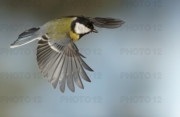 Great Tit (Parus major) in flight