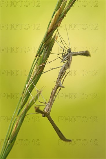 Yarrow Plume Moths (Gillmeria pallidactyla)