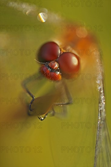 Ruddy Darter (Sympetrum sanguineum)