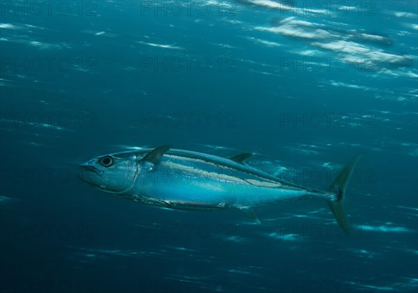 Dogtooth Tuna (Gymnosarda unicolor)
