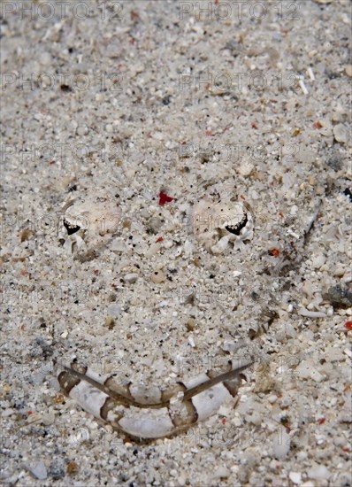 De Beaufort's Flathead or Crocodile Flathead (Cymbacephalus beauforti) hiding in the sand