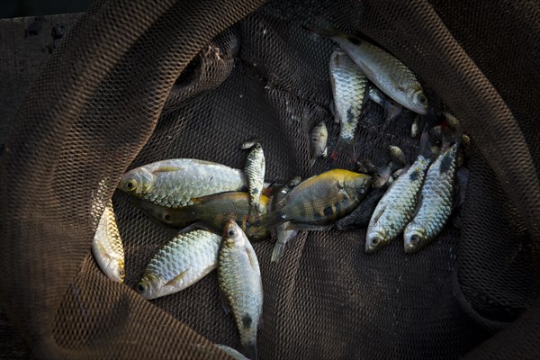 Small fish in a net