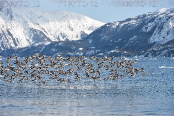 Rock sandpipers (Calidris ptilocnemis)