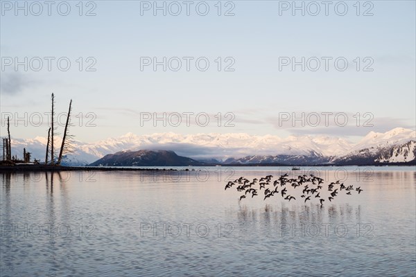 A flock of Rock sandpipers (Calidris ptilocnemis)