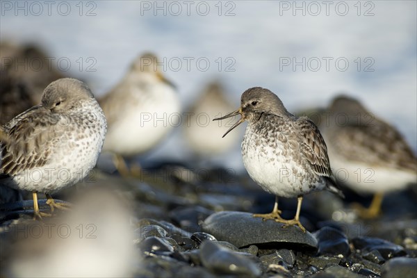 Rock sandpipers (Calidris ptilocnemis)