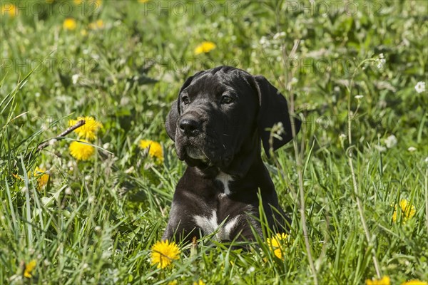 German Mastiff
