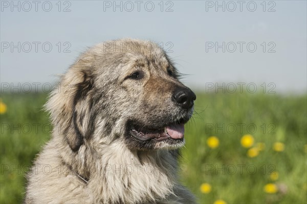 Caucasian Shepherd Dog