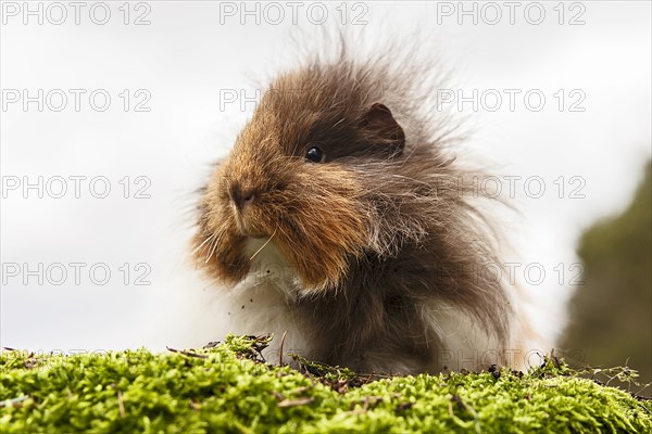 Swiss Teddy Guinea Pig