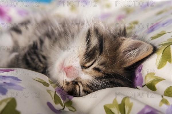 Siberian Forest Cat