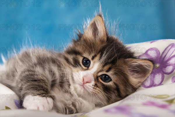 Siberian Forest Cat