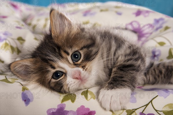 Siberian Forest Cat