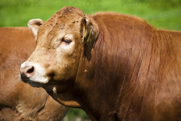 Limousin Cattle