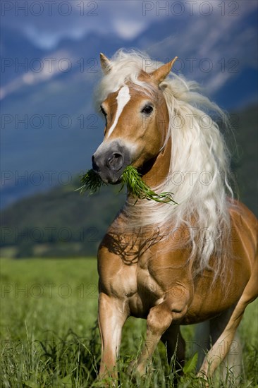 Haflinger mare