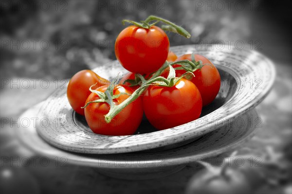 Fresh tomatoes on the vine