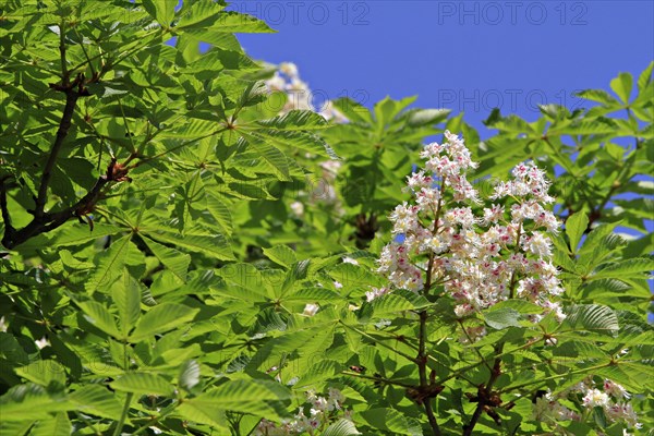 Horse Chestnut or Conker Tree (Aesculus hippocastanum)