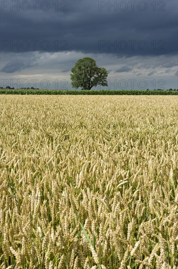 Common Ash (Fraxinus excelsior) behind a wheat field (Triticum L.) with dark storm clouds