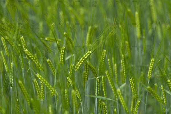 Grainfield with immature ears of Barley (Hordeum vulgare)