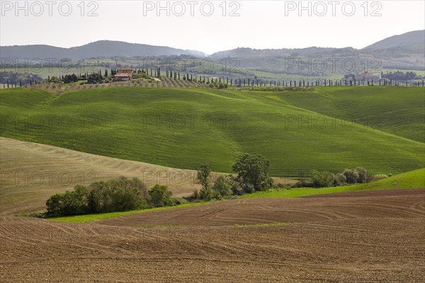 Hilly landscape of the Crete Senesi region