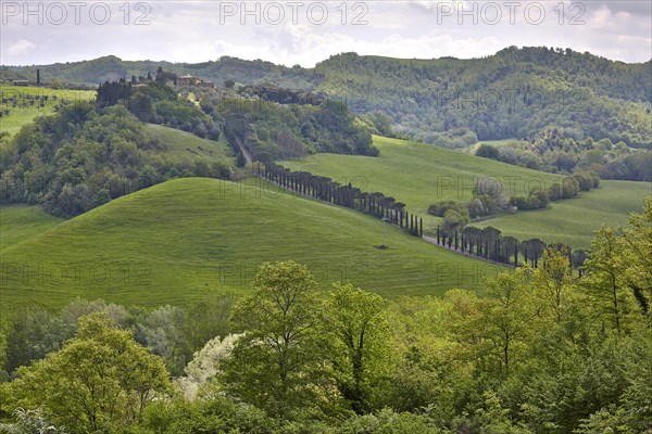 Hilly landscape of the Crete Senesi region