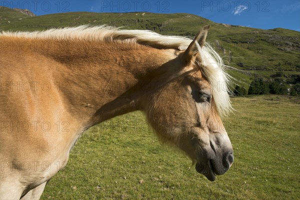 Tyrolean Haflinger horse