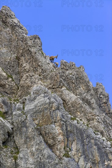 Alpine Ibex or Steinbock (Capra ibex)