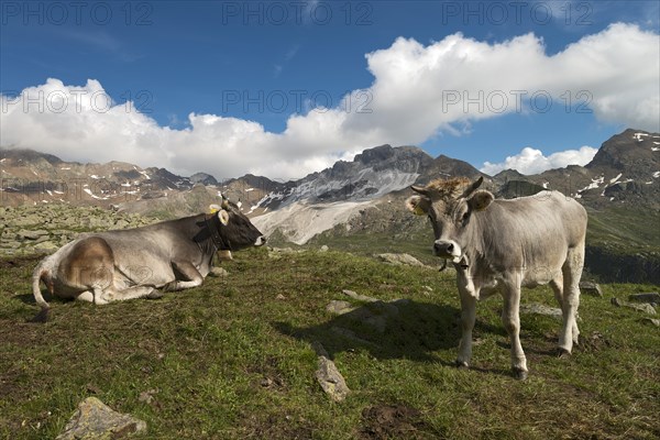 Tyrolean Grey Cattle on the Timmelsalm alpine pasture