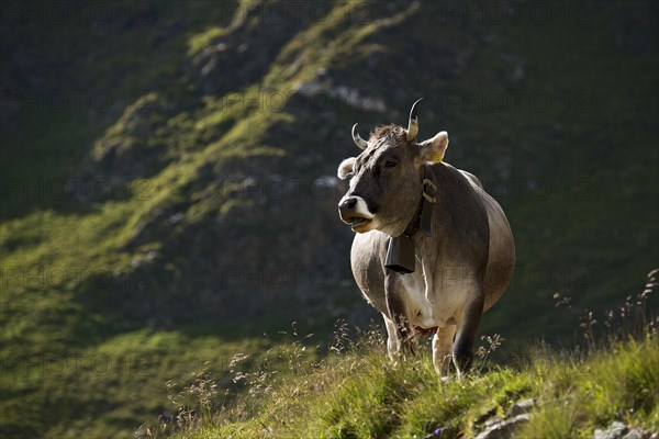 Tyrolean Grey Cattle on the Timmelsalm alpine pasture