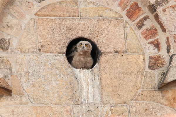 Young Eagle Owl (Bubo Bubo) looking out of a wall opening of the Osnabrueck Cathedral