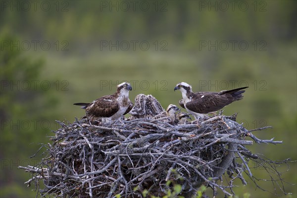 Ospreys or Sea Hawks (Pandion haliaetus)