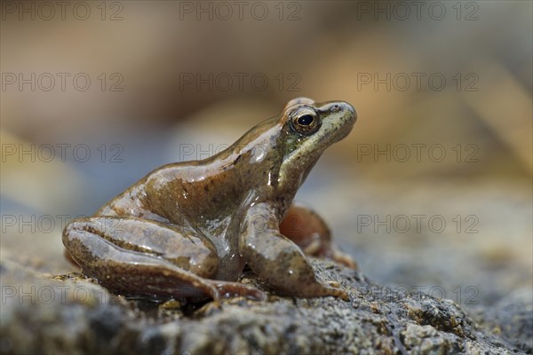 Pyrenean Frog (Rana pyrenaica)