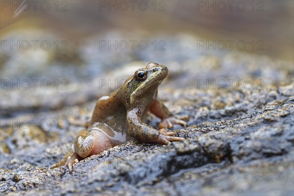 Pyrenean Frog (Rana pyrenaica)