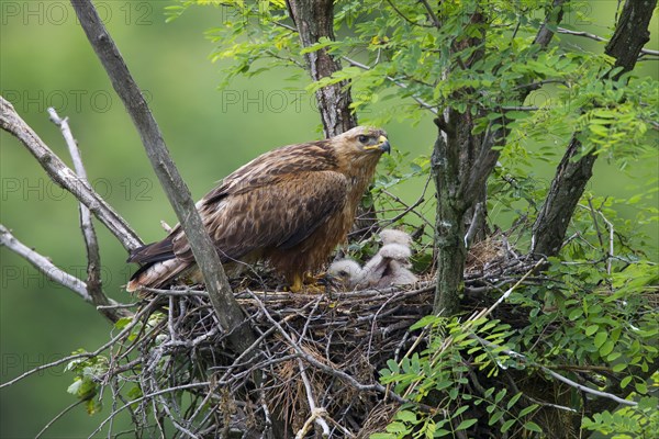 Long-legged Buzzard (Buteo Rufinus)