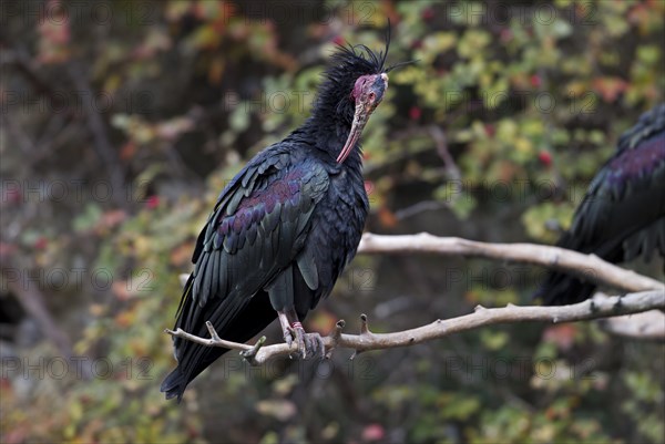 Northern Bald Ibis (Geronticus eremita)
