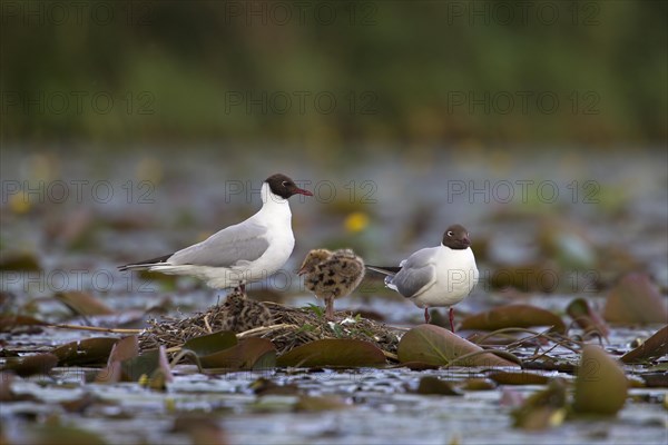 Black-headed Gulls (Larus ridibundus) with chicks on a nest
