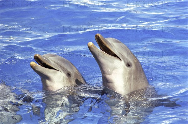 Two Bottlenose Dolphins (Tursiops truncatus) during a dolphin show at Oceanografico
