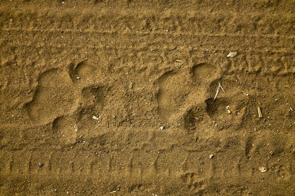 Paw prints of a tiger