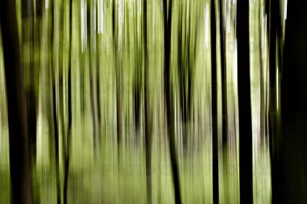 Beech forest