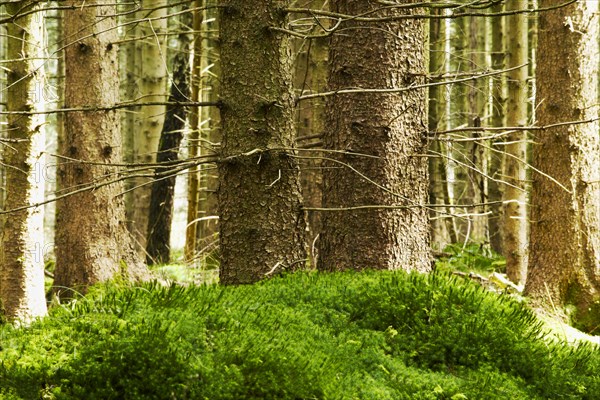 Spruce forest with mossy hill at front