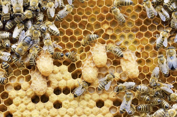 Brood comb of honey bees (Apis mellifera