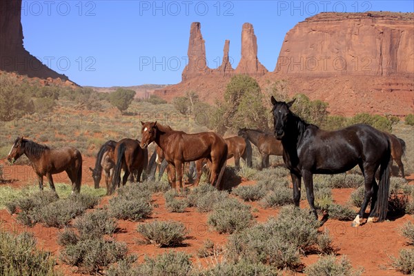 Herd of mustangs
