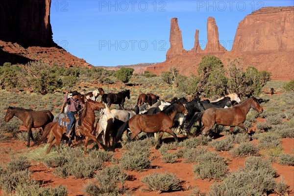 Navajo cowboy with Mustangs